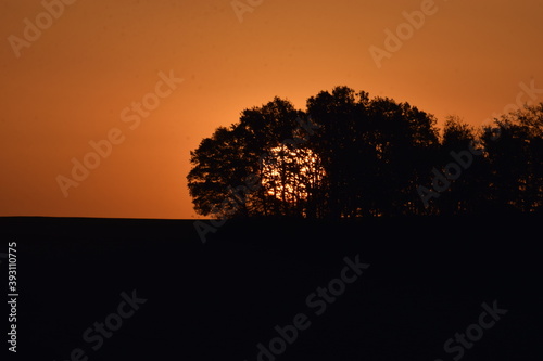 Sonnenaufgang hinter kahlen Bäumen photo