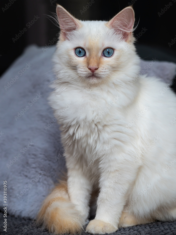 Red Rgdoll Fluffy red and cream ragdoll kitten stares with blue eyes. Coat type is ...
