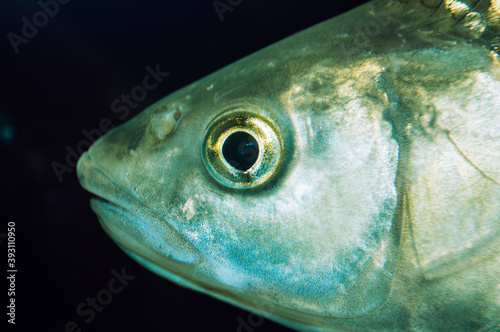 Fish in the aquarium close up.