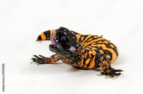 Gila-Monster, Gila-Krustenechse (Heloderma suspectum) - Gila monster photo