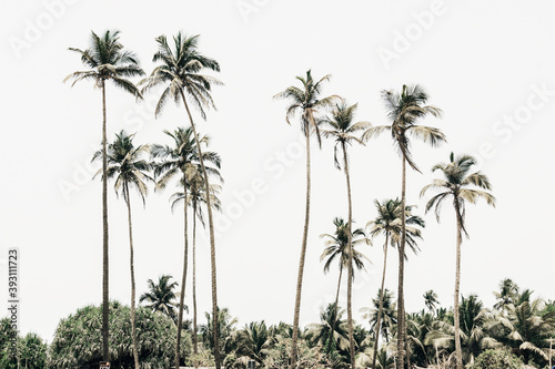 Tropical palm tree against the sky. Summer vacation and nature travel