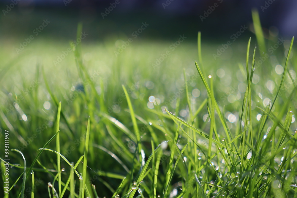 Obraz premium green grass with dew drops