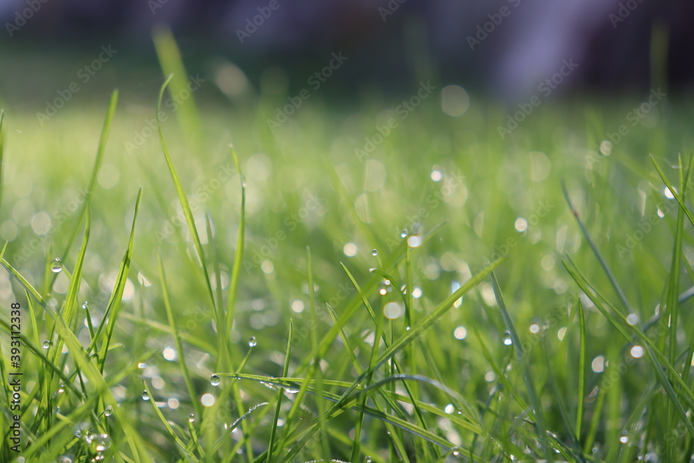 green grass background green grass background