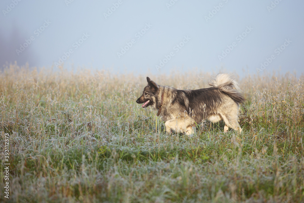 Obraz premium Funny fluffy dog walking in the autumn field
