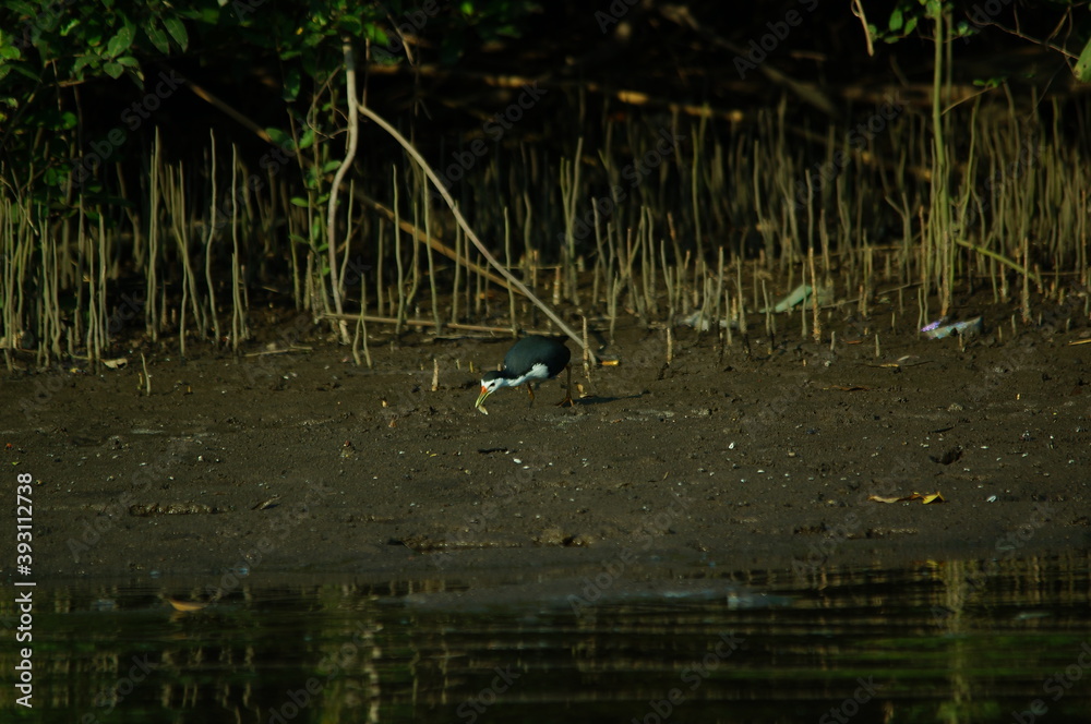 white-breasted waterhen was foraging on the riverbank