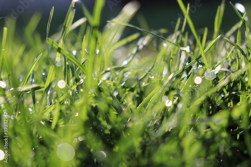 dew on grass