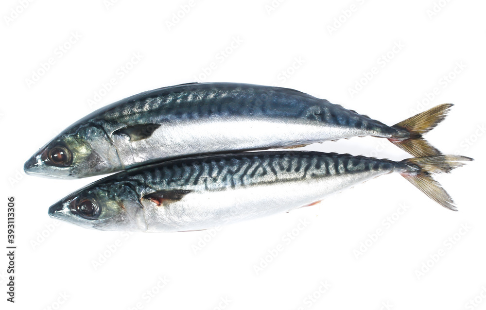 Fresh saba fish isolated on white background Fresh saba fish isolated on white background