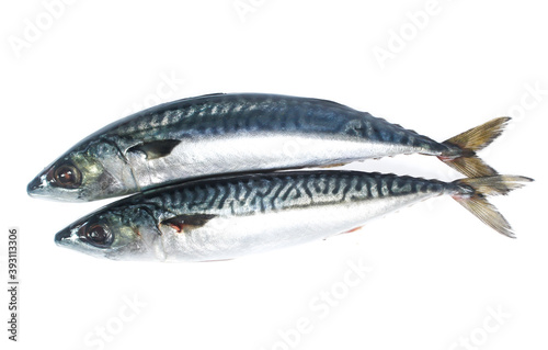 Fresh saba fish isolated on white background photo