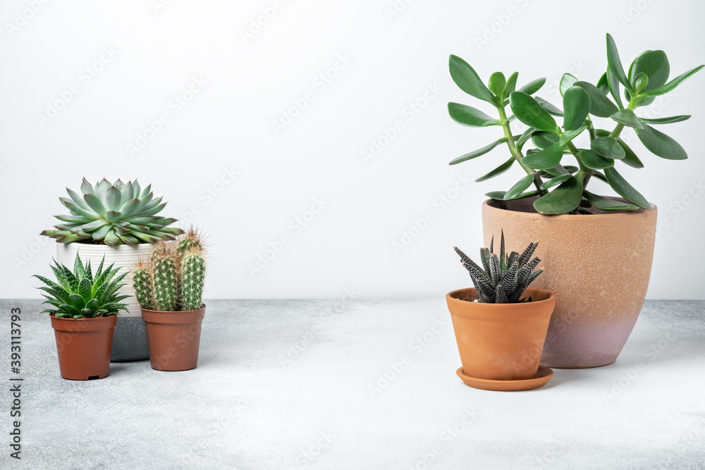 Various succulents in different pots on stone table indoor. Plant transplantation. Concept of indoor garden home. Horizontal banner