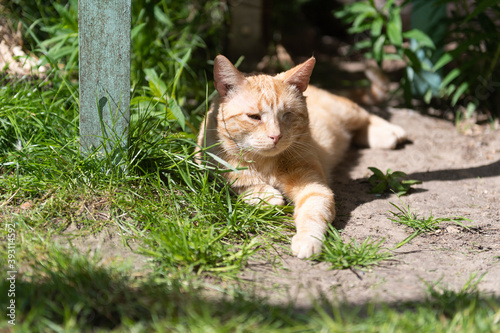 Liegender roter Hauskater im Garten photo