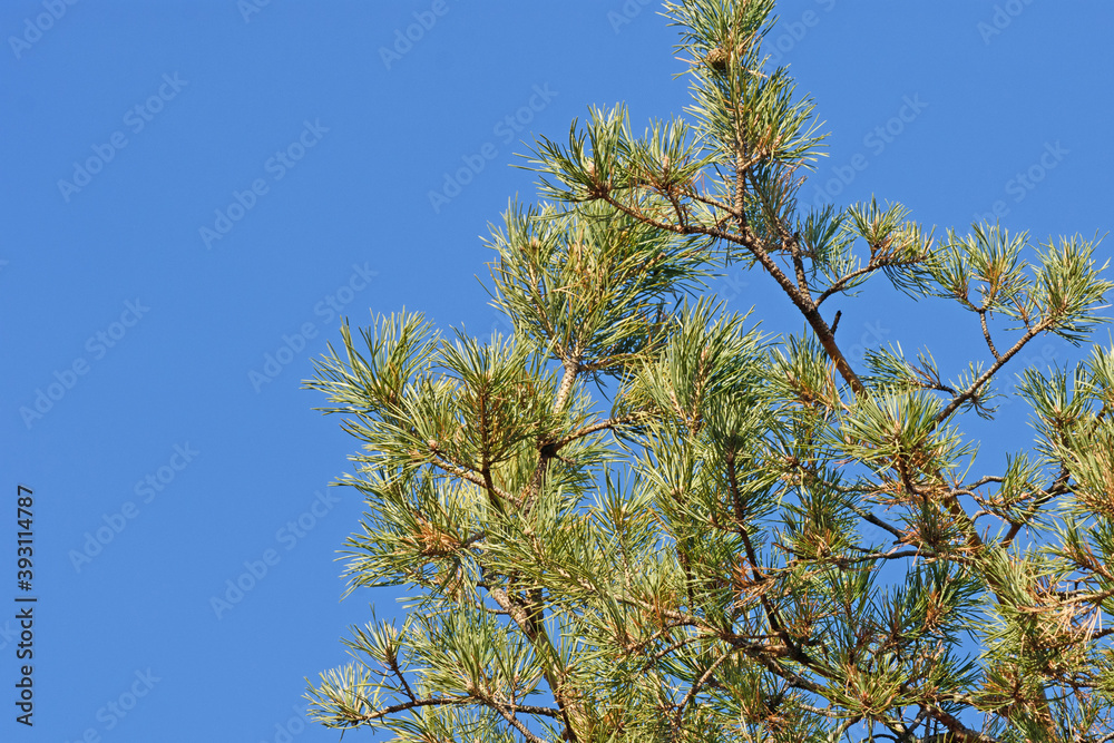 Bottom view of pine branches against the blue sky Bottom view of pine branches against the blue sky