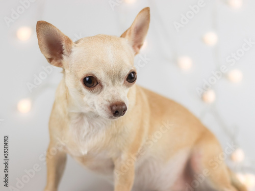 brown short hair Chihuahua dog sitting on white background with Christmas lights, looking  at camera. Pet's health or behavior concept. © Phuttharak