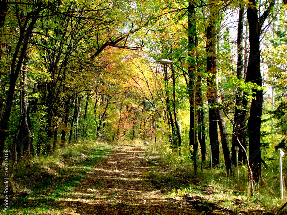 In a beautiful autumn garden, I decorate the road that goes deep into the garden with leaves. In a beautiful autumn garden, I decorate the road that goes deep into the garden with leaves.