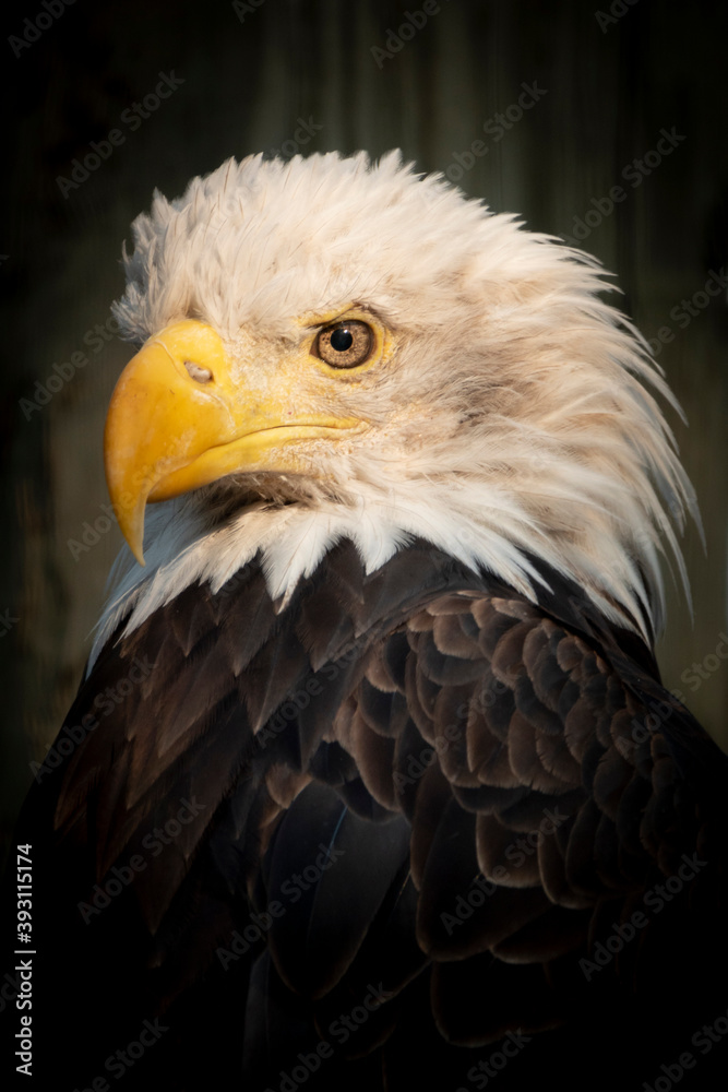 Obraz premium Warm morning sunlight highlights the beauty of this Bald Eagel.