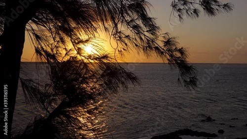 Orange sunset over Reunion Island seen from behind a filao tree photo