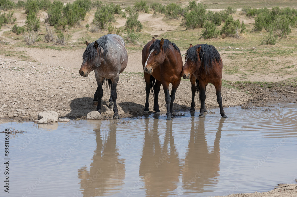 Fototapeta premium Wild Horses at a Utah Desert Waterhole