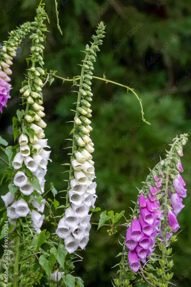 beautiful white and pink foxgloves on a sunny day beautiful white and pink foxgloves on a sunny day
