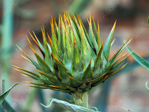 Obraz na plátně Closeup of a green bud with orange spines of the cardoon or artichoke thistle, C