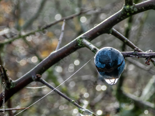 Obraz na płótnie reflection in a raindrop on a sloe berry
