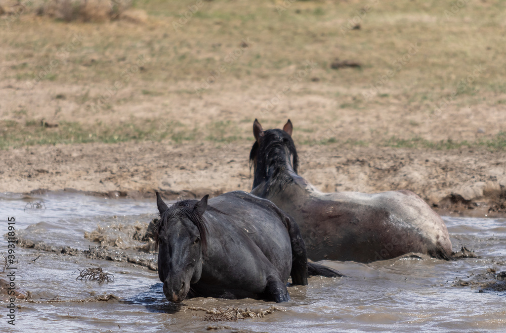Fototapeta premium Wild Horses at a Utah Desert Waterhole
