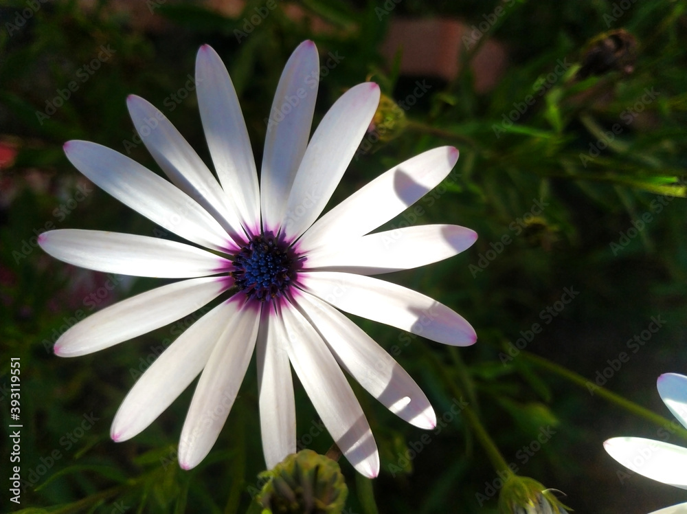 White daisies with a purple center (dimorphotheca), close up. White daisies with a purple center (dimorphotheca), close up.
