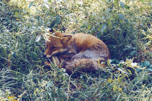 resting on the grass red fox