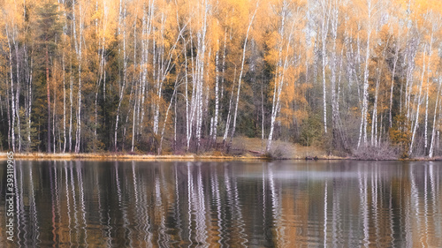 Landscape and background from the autumn birch forest near the lake.