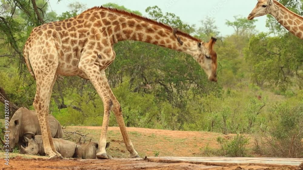 Slow motion of a giraffe standing up again after drinking with white rhinos laying in the background, Kruger National Park. Slow motion of a giraffe standing up again after drinking with white rhinos laying in the background, Kruger National Park.