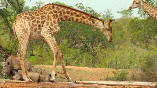 Slow motion of a giraffe standing up again after drinking with white rhinos laying in the background, Kruger National Park.
