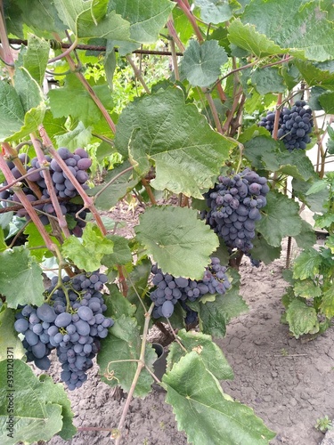 grapes on the vine