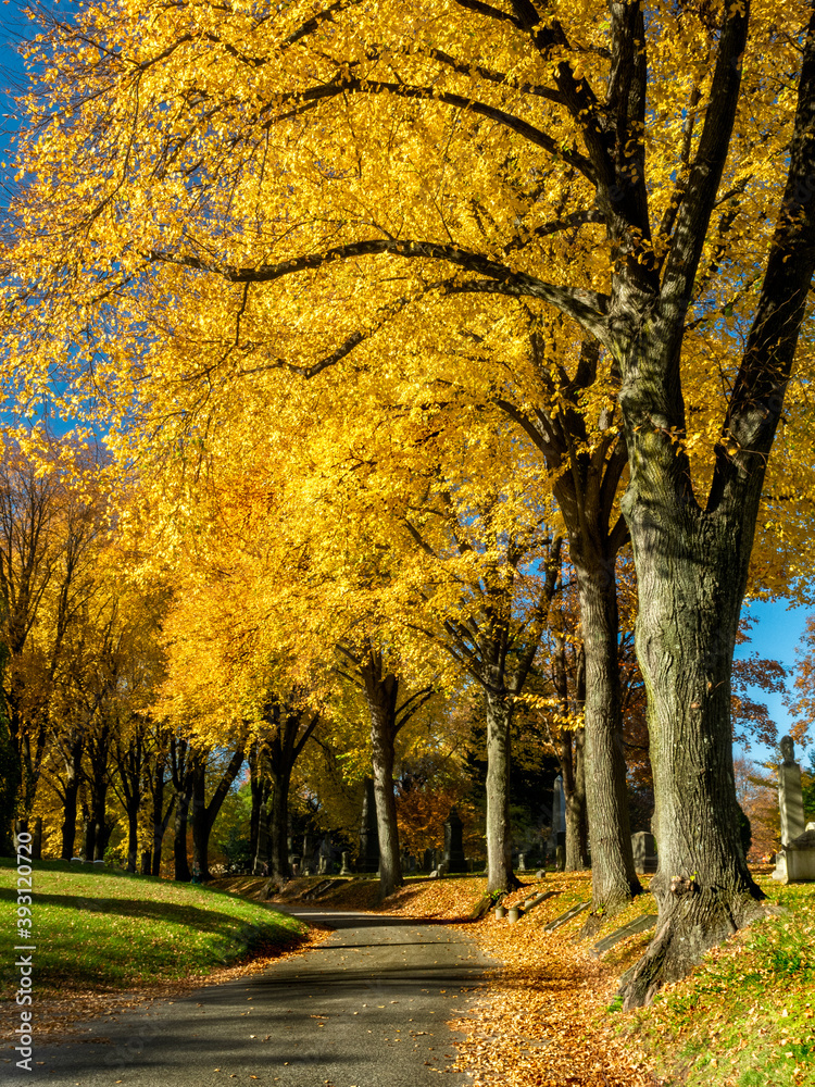 Yellow Tree Road