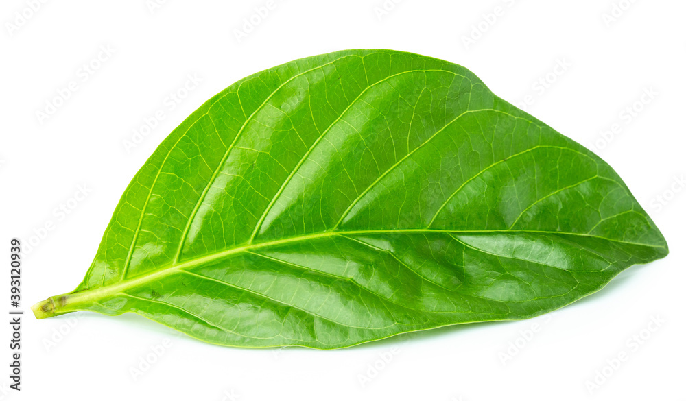 Obraz premium noni isolated on white background