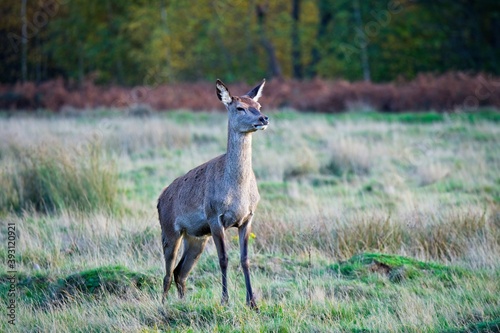 Fototapeta Naklejka Na Ścianę i Meble -  Young deer stag posing for the camera man
