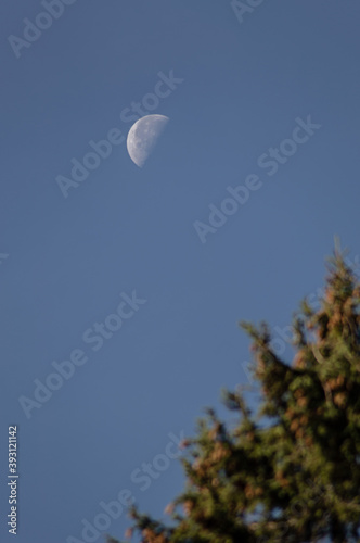 Moon with blurred tree on blue sky