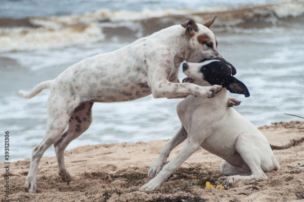 Spielende Hunde am Strand