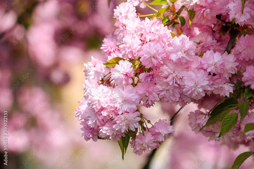 pink cherry blossom in spring time. lush flowers sakura on branches in morning light. beautiful nature background pink cherry blossom in spring time. lush flowers sakura on branches in morning light. beautiful nature background