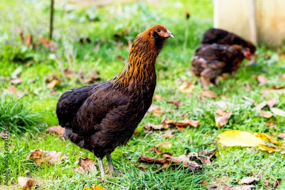 an isolated hen on a green meadow