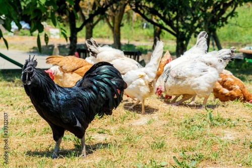 A group of chickens eat while in the foreground a black rooster of the Ayan Cenami breed is observed photo