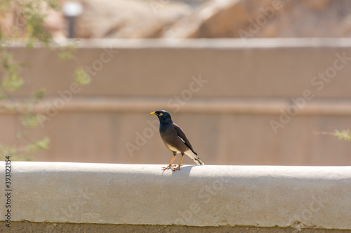 Bank myna bird standing on the ruins of Diraiyah clay castle, also as Dereyeh and Dariyya, a town in Riyadh, Saudi Arabia