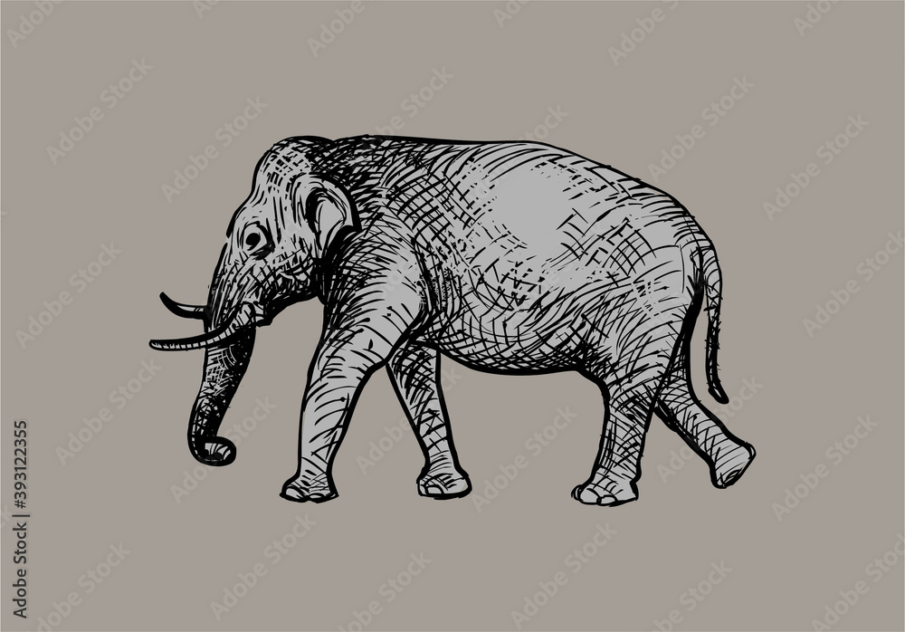 Hand drawn illustration of elephant Hand drawn illustration of elephant