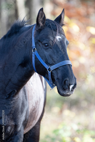 Lusitano Pferd im herbstlichen Wald 