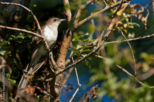 Black-billed Cuckoo, Coccyzus erythropthalmus, perched in tree photo