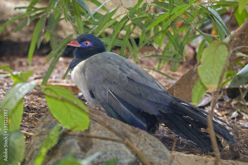 Coral-billed or Renauld's Ground Cuckoo, Carpococcyx renauldi, relaxing