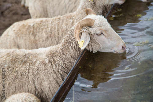 ram drinks water from a watering hole