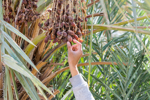 A man's hand picking up the ripe dates on the palm tree in the old Dariyah, Riyadh, the kingdom of Saudi Arabia