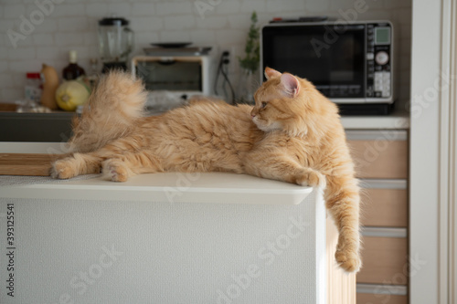 キッチンカウンターでくつろぐ猫（マンチカン） © T.Hashimo