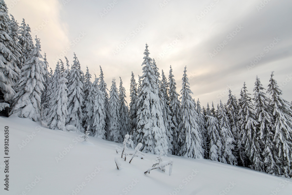 Beautiful winter mountain landscape. Tall spruce trees covered with snow in winter forest and cloudy sky background.