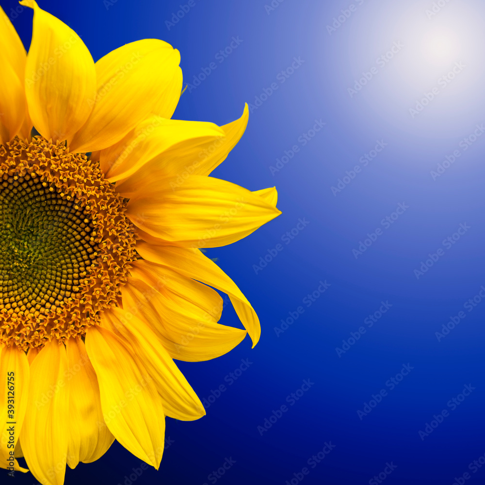 Obraz premium Background of half yellow sunflower flower with bright petals with blue gradient and lens flare in the corner. Sunflower isolate on blue background with copy space.