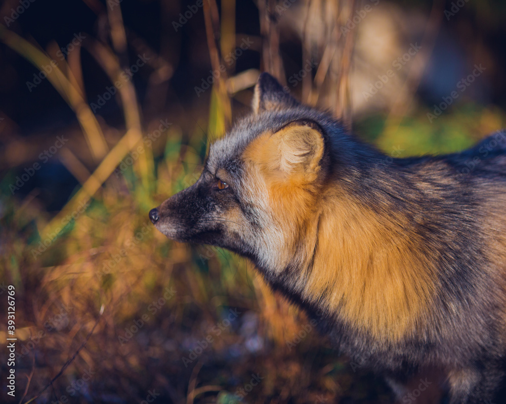 Obraz premium Beautiful reddish-gray fox in the winter in nature close-up