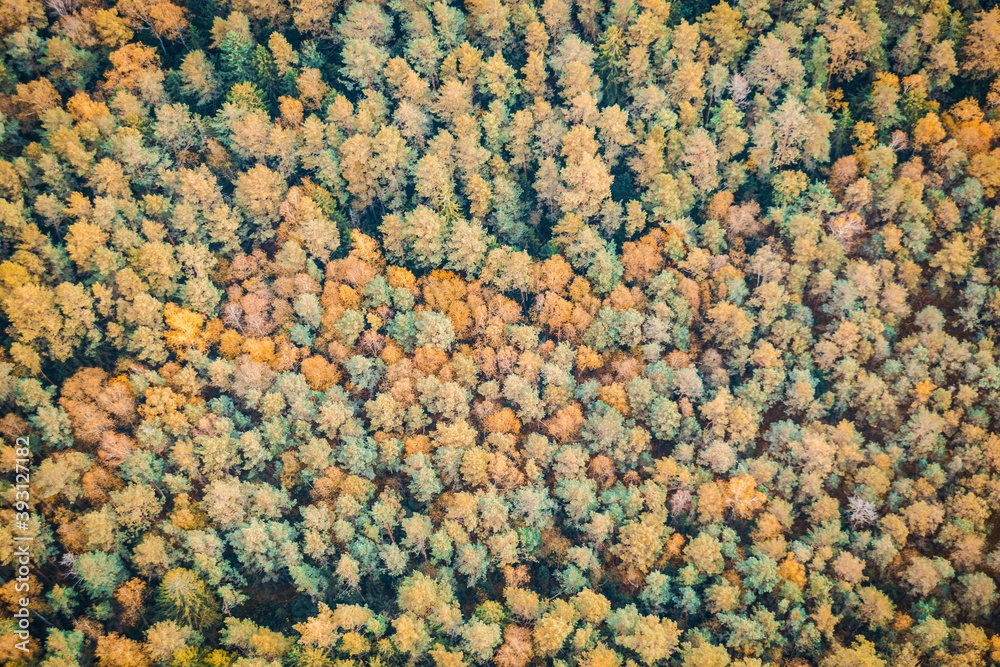 Forest from above Forest from above